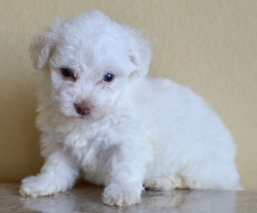 Prod�m mini �t��ata bi�onka.