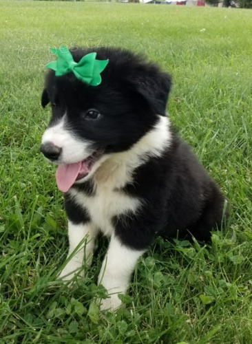 Prod�m kr�sn� mini �t���tka border kolie