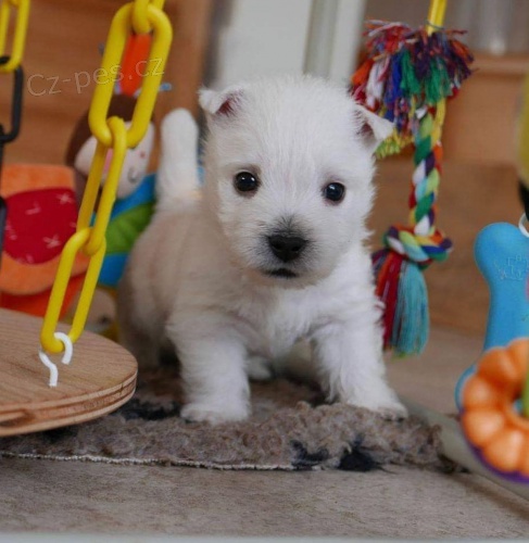 Prod�m mini �t��ata West Highland White Terriers