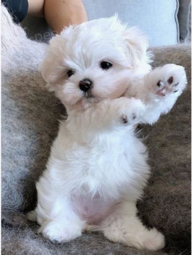 Prod�m O�KOVAN� miniaturn� �t��ata malt�z�k�.