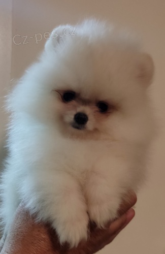MINI pomeranian �t��ata