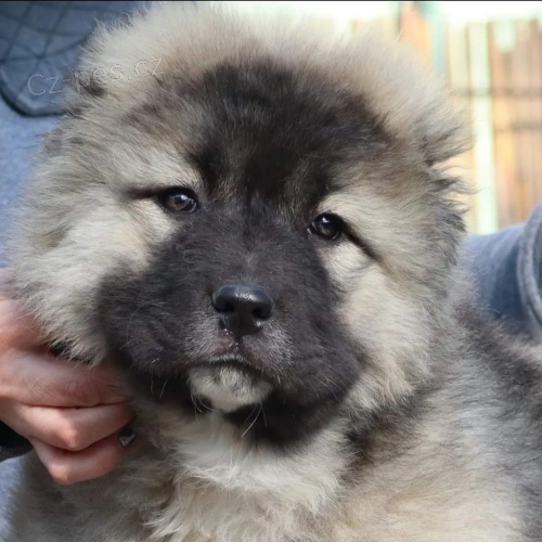 Kavkazsk� ov��k KR�SN� �t���tka