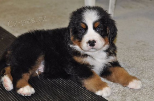 Prod�m mini �t��ata bernsk�ho sala�nick�ho psa a feny o�kovan� a od�erven�.