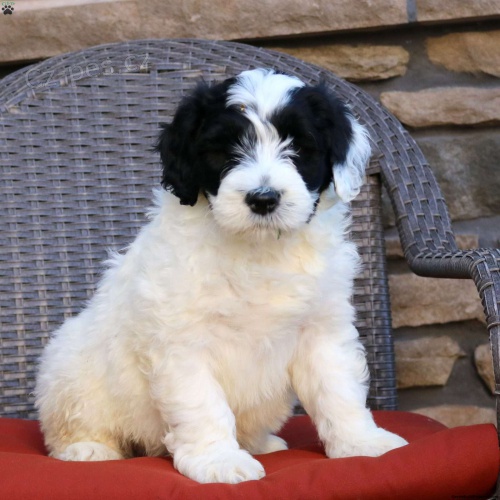 O�kovan� a od�erven� mini �t��ata portugalsk�ho vodn�ho psa k adopci