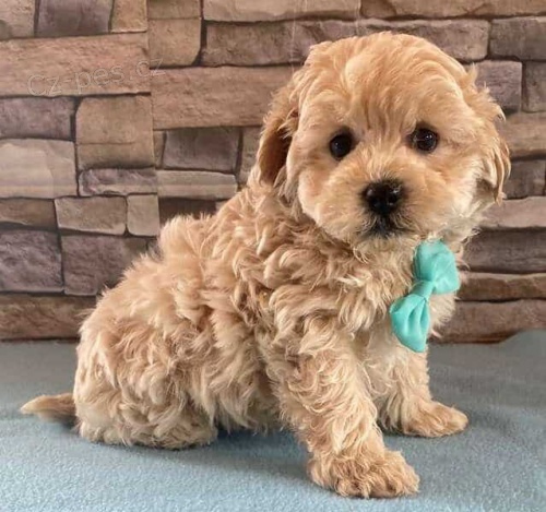 Prod�m ZDRAV� a O�KOVAN� �t��ata Maltipoo.