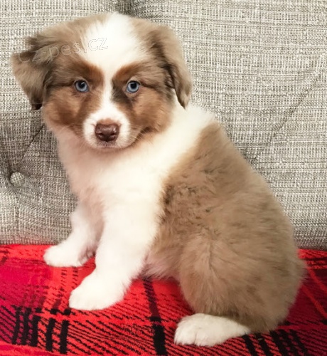 Prod�m mini o�kovan� �t��ata australsk�ho ov��ka