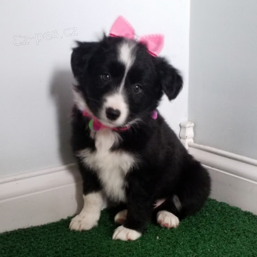 Prod�m �t��ata border kolie