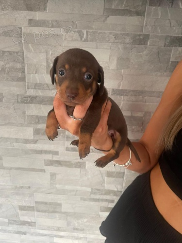 Miniaturn� kr�li�� velikost hladkosrst� �t��ata jezev��ka