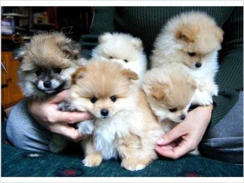 Hygienicky vy�kolen� miniaturn� �t��ata pomeranian� na prodej.