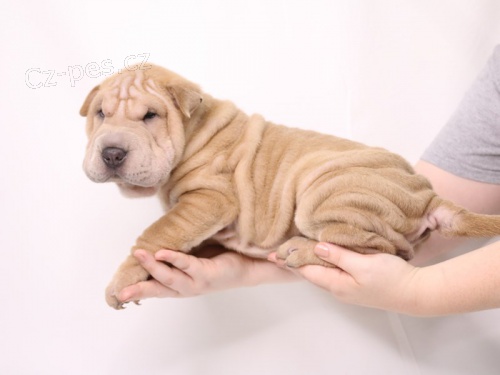 Shar-pei o�kovan� �t��ata k adopci (k dispozici �t��ata feny a samci).