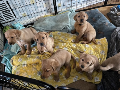 Prod�m zdrav� �t��ata labradorsk�ho retr�vra fox red.