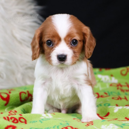 Prod�m mini o�kovan� �t��ata Cavalier King Charles Spaniel.