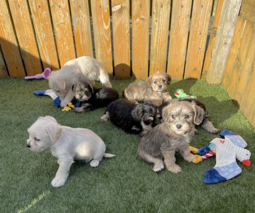 Prod�m ZDRAV�, O�KOVAN� a od�erven� �t��ata mini fenek a mal�ch kn�ra��.