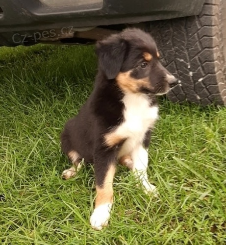 Prod�m �t��ata border kolie