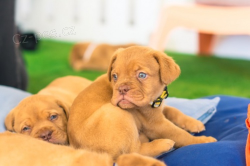 Prod�m kr�sn� o�kovan� a od�erven� �t���tka bordeauxsk� dogy