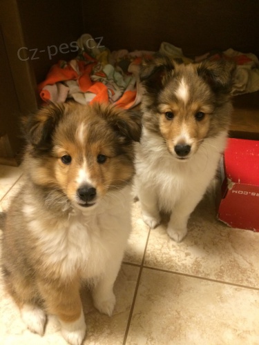 Prod�m �t��ata Sheltie.