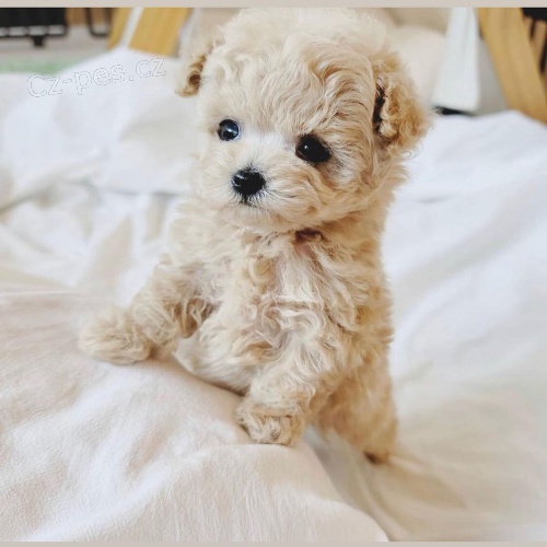 mini toy �t��ata pudla k adopci.