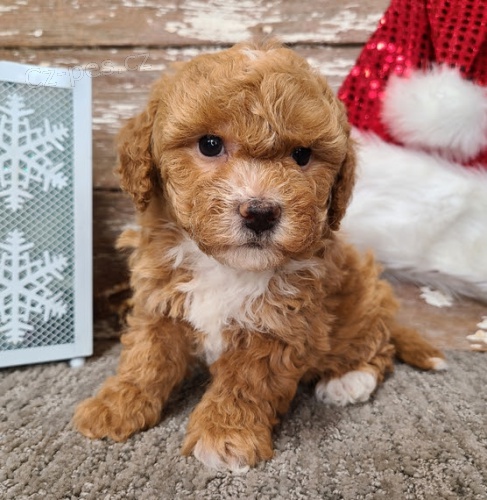 Prod�m mini o�kovan� a od�erven� �t��ata Bichonpoo.