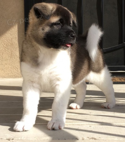 Prod�m �t��ata akita inu