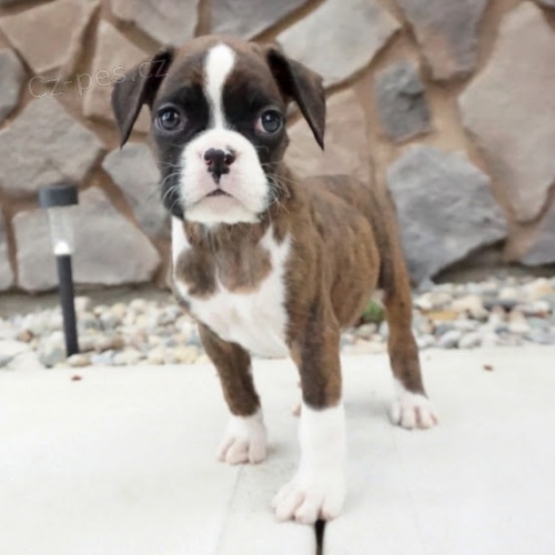 Prod�m �t��ata mini boxera.