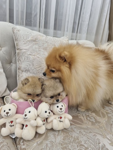 Pomo�any �t��ata BOO �istokrevn�