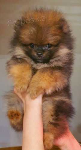 Pomeranian Spitz BOO �t��ata, Pomeranian, Pomeranian bears