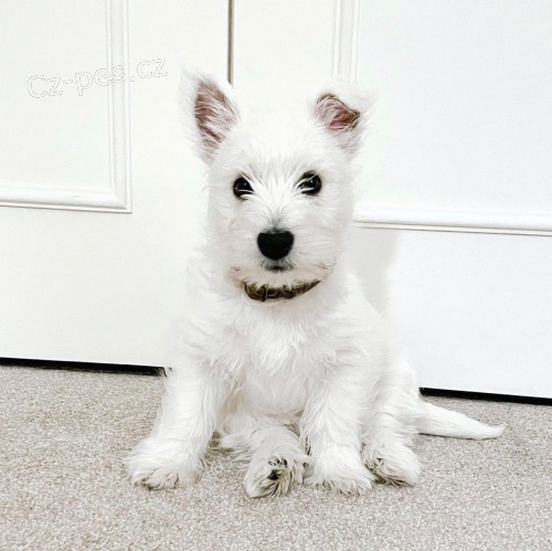 Prod�m �t��ata West Highland teri�ra