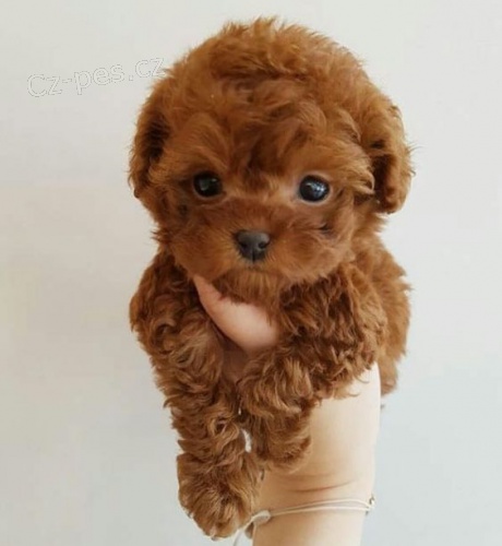 Prod�m n�dhern� �t��ata toy pudla