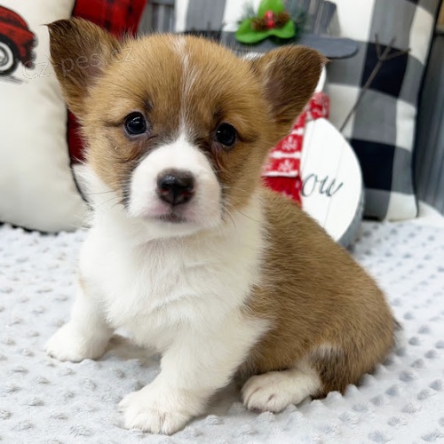 Prod�m �t��ata Pembroke Welsh Corgi.