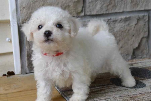 �t��ata bi�onka jsou k dispozici a p�ipravena k prodeji.