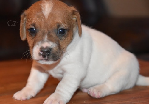 Prod�m zdrav� �t��ata jack russella.