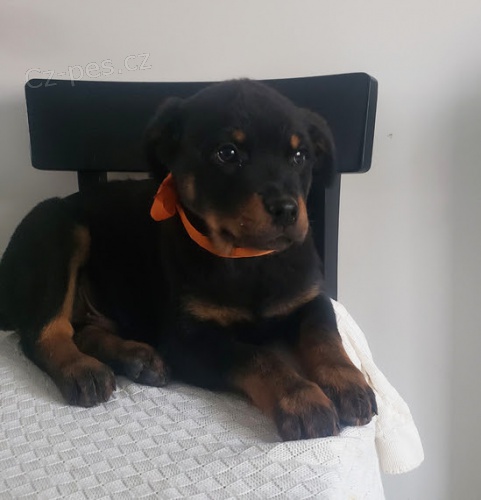 Prod�m roztomil� a kr�sn� miniaturn� �t���tka rotvajlera.