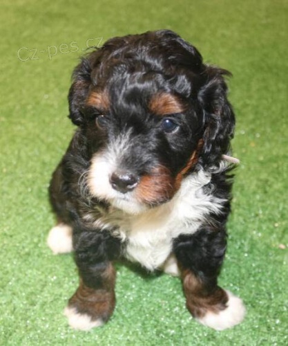 Prod�m zdrav� a o�kovan� �t��ata mini hra�ek Bernedoodle.
