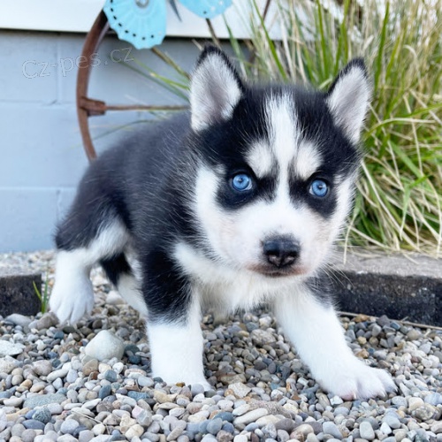 Prod�m rozko�n� �t���tka sibi�sk�ho huskyho s kr�sn�ma modr�ma o�ima.