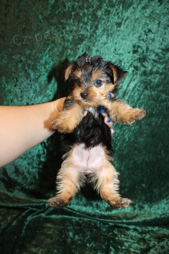 Prod�m roztomil� a kr�sn� miniaturn� �t���tka jork��rsk�ho teri�ra.