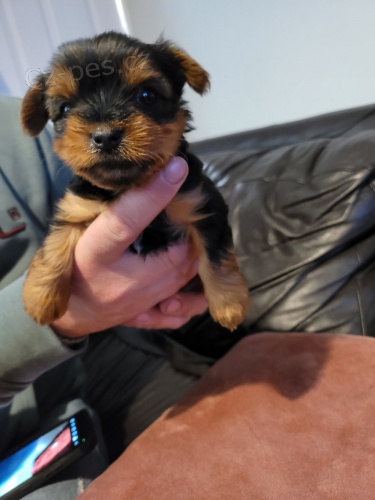 �t��ata Yorkie na prodej.