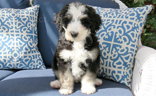 Prod�m �t��ata Bernedoodle.