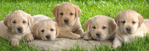 Prod�m �t��ata labradorsk�ho retr�vra.