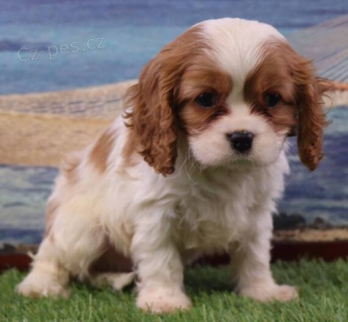 Prod�m mini o�kovan� �t��ata Kaval�r King Charles Spaniel.
