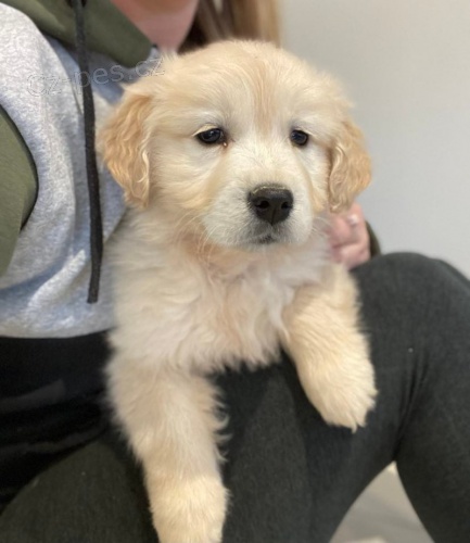 Prod�m �t��ata zlat�ho retr�vra.