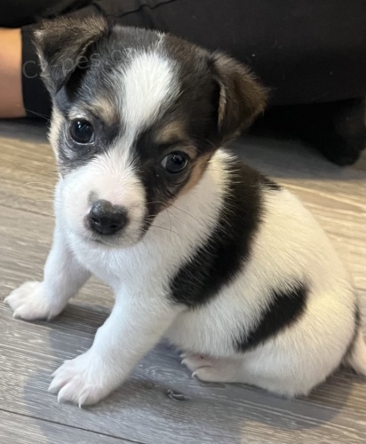 Prod�m zdrav� �t��ata jack russell teri�ra.