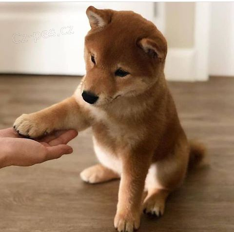 Prod�m �t��ata shiba inu