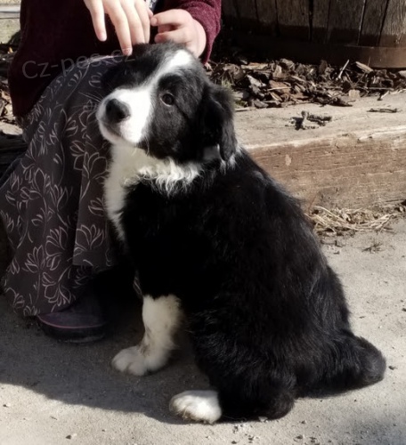 Prod�m �t��ata border kolie