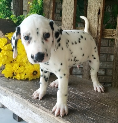 Prod�m o�kovan� �t��ata dalmatin�