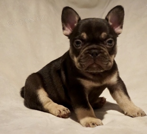 Prod�m �t��ata francouzsk�ho buldo�ka.