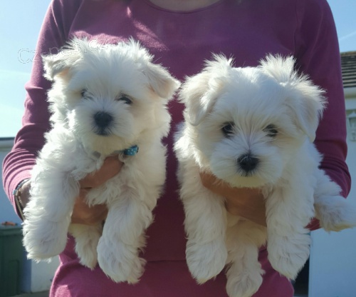 PROD�M O�KOVAN� miniaturn� �t��ata malt�z�k�.