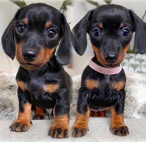 Miniaturn� kr�tkosrst� �t��ata jezev��ka