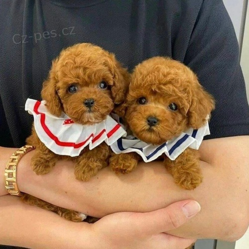 Prod�m n�dhern� �t��ata toy pudla