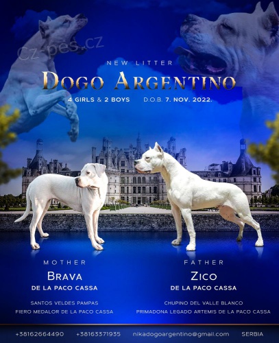 Argentinsk� doga �t��ata na prodej