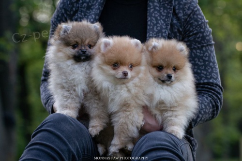 POMERANIAN BOO �T��ATA